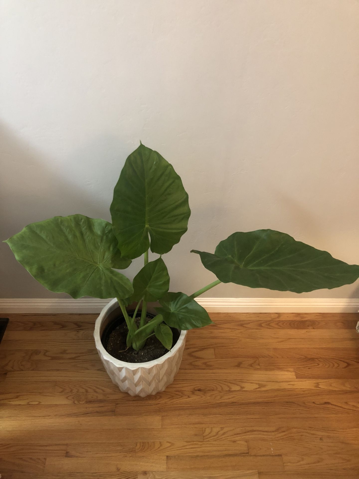 Elephant ear plant 