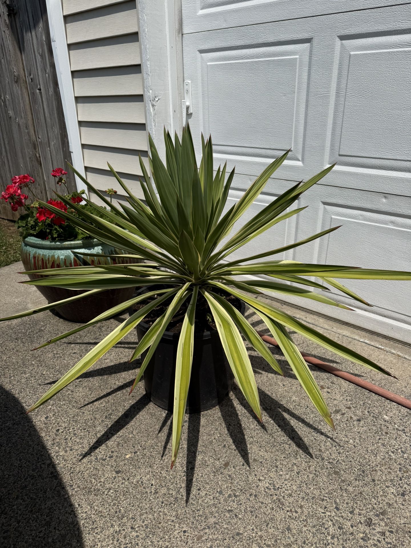Yucca Gloriosa Palm Tree