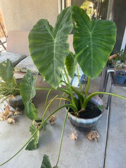 Elephant ear plants