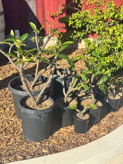 Plumeria Alba