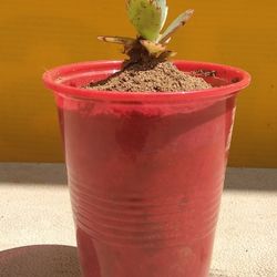 Mother Of A Thousand Plants 