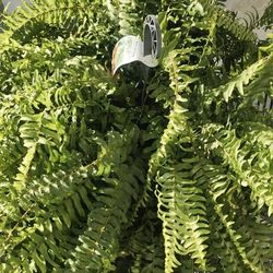 Mixed Plants