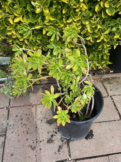 Tree Stonecrop Plant 