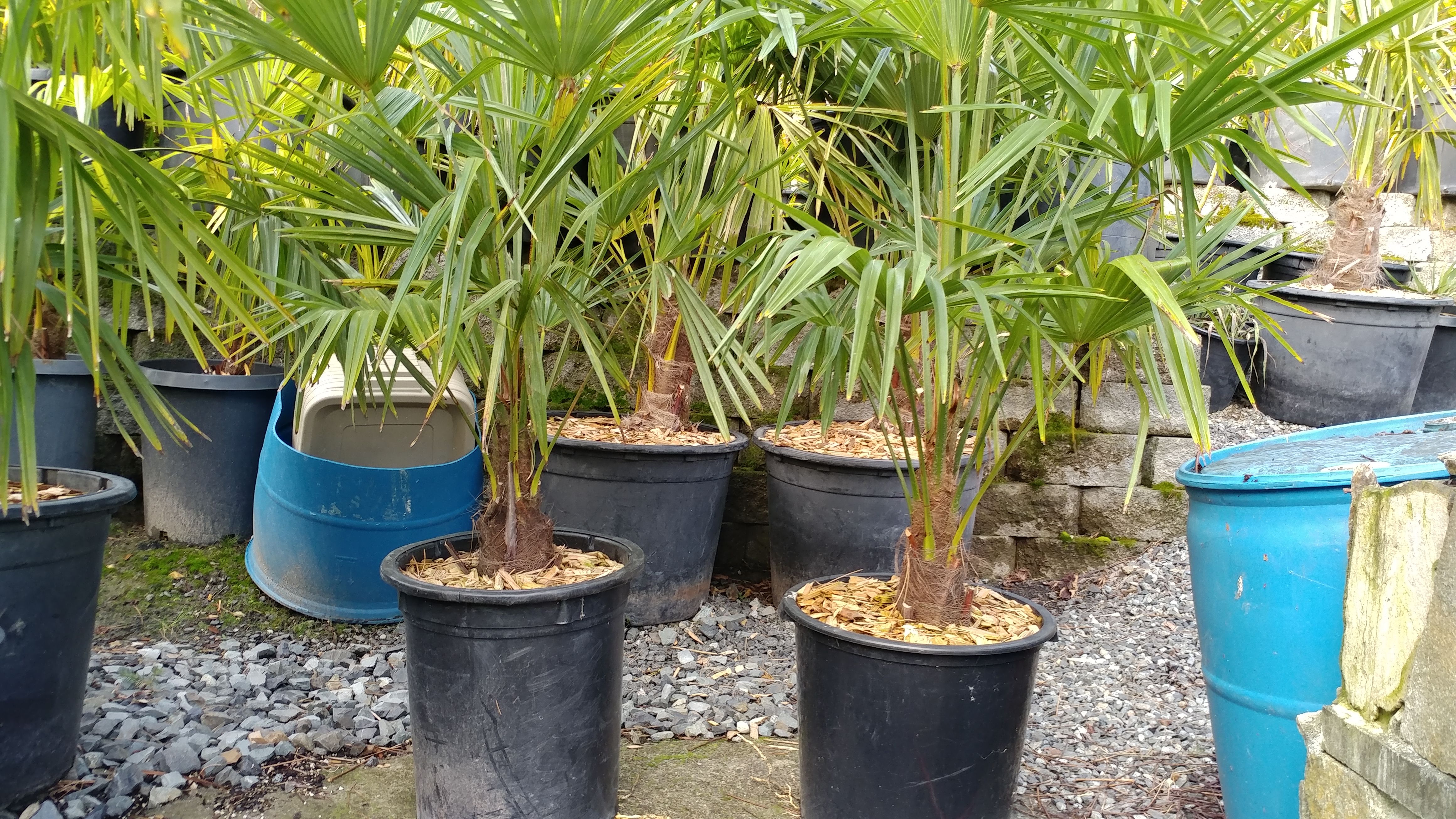 15 gallon Windmill palms