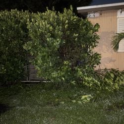calusa Hedges 