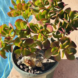 Jade Plant 
