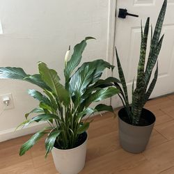 Large Houseplants Interior Home Decor Live Plants - 2 available - 20 each 