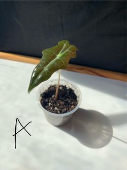 Alocasia Nobilis