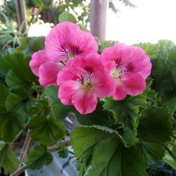 Plant Geranium 