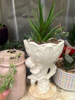 Planta