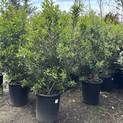 Pacific Wax Myrtle ( Myrica California) 15gal 4’-5’
