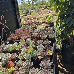 Echeverias & Succulent 