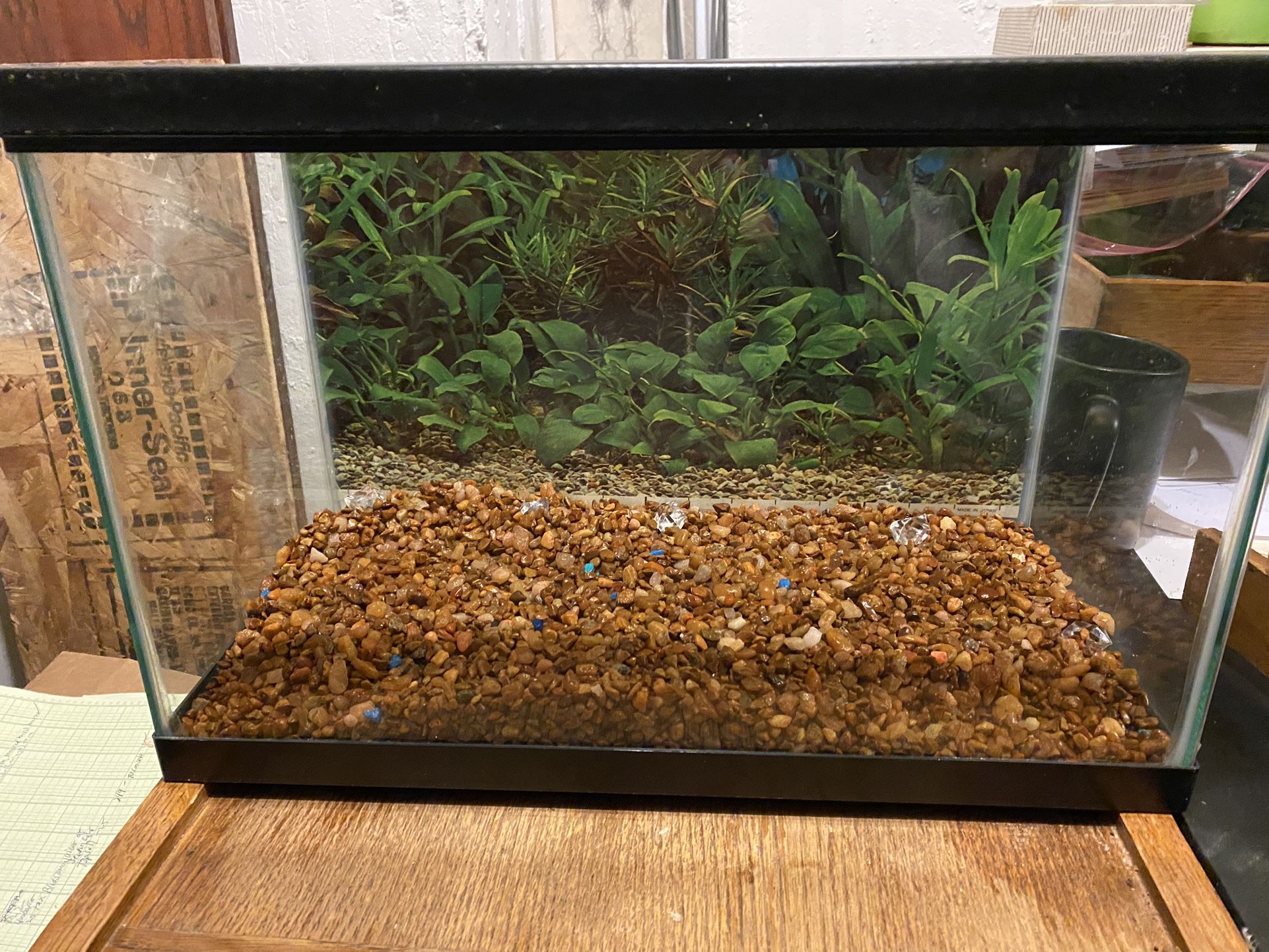 5 1/2 Gallon Fish Tank/Terrarium