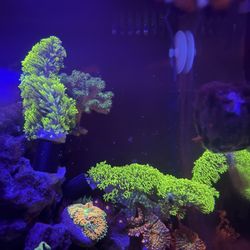 Fake Decoration