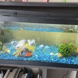 Fish Tank With accessories 