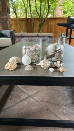 Shells, Rocks, Seashells, Sand Dollars Coral Beachy Decoration Vase