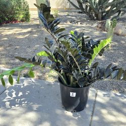 ZZ Black Raven Plant Huge #1