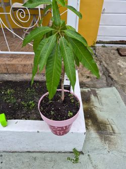 MANGO TREE 30  INCHES