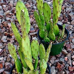 Living Plant 🌱14"H Opuntia Ficus-Indica on 5"H Pot ::: Outdoor ::: $15 Each