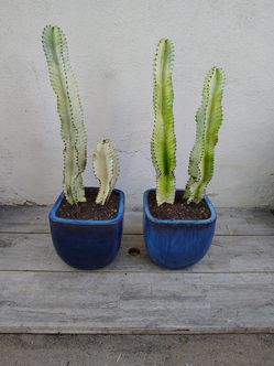 Variegated Euphoria Ammak Cactus and pots