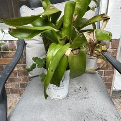 Bromeliad