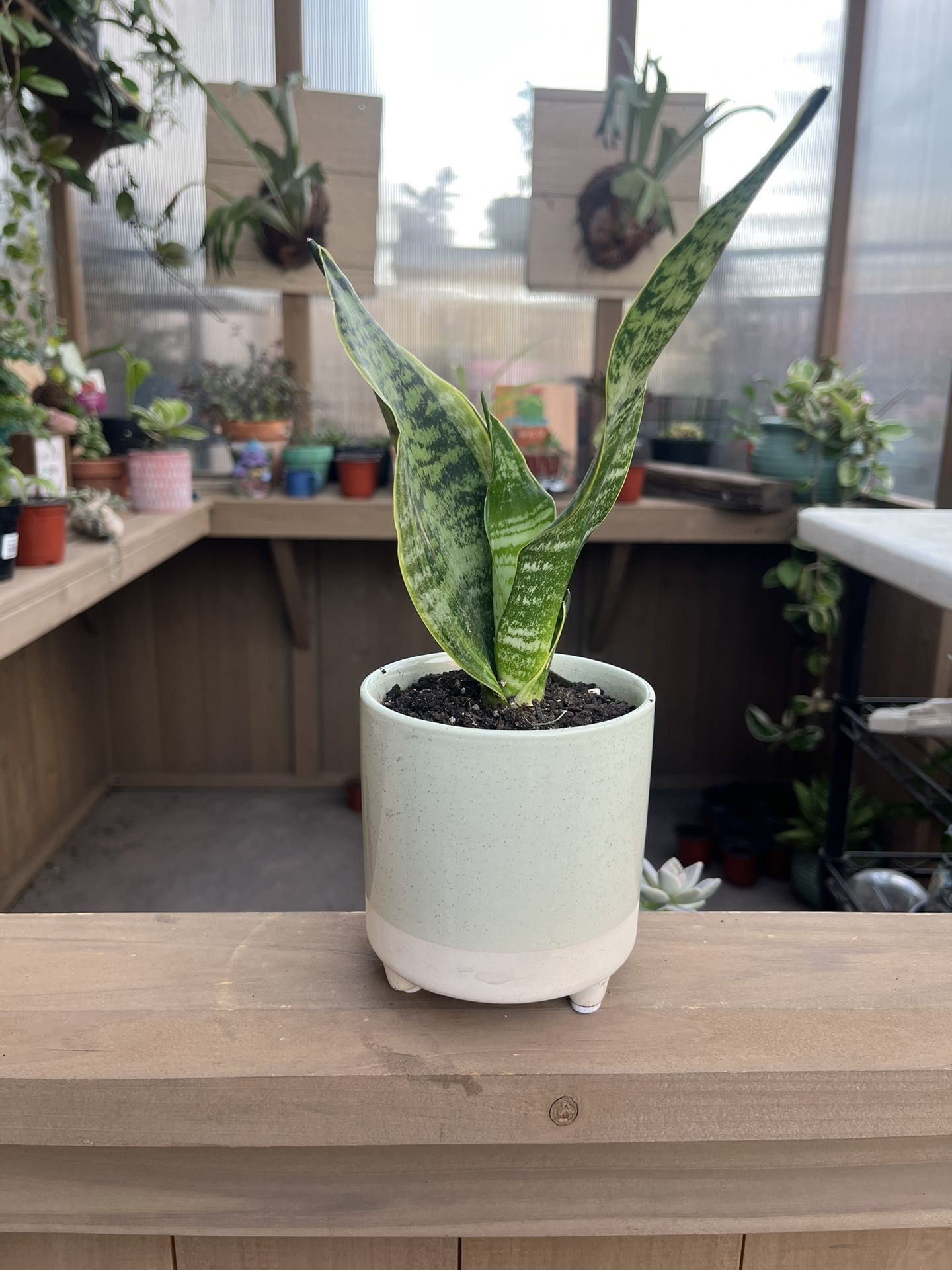 Snake Plant