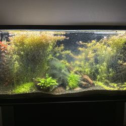 50 Gallon Planted Aquarium Setup – CO2, Filter, Shrxmp, Plants