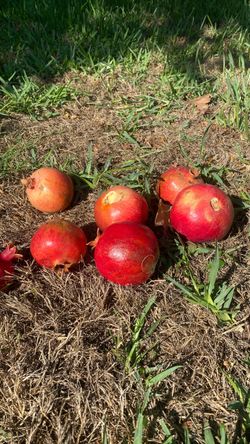 POMEGRANATES