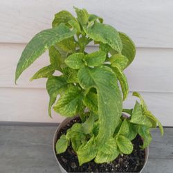 Coleus Plant 🌿 