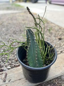 Cactus Sale