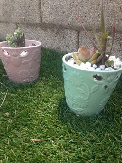 ****Sabrina's Succulents****  *****Beautiful Succulents *****Any Occasions 