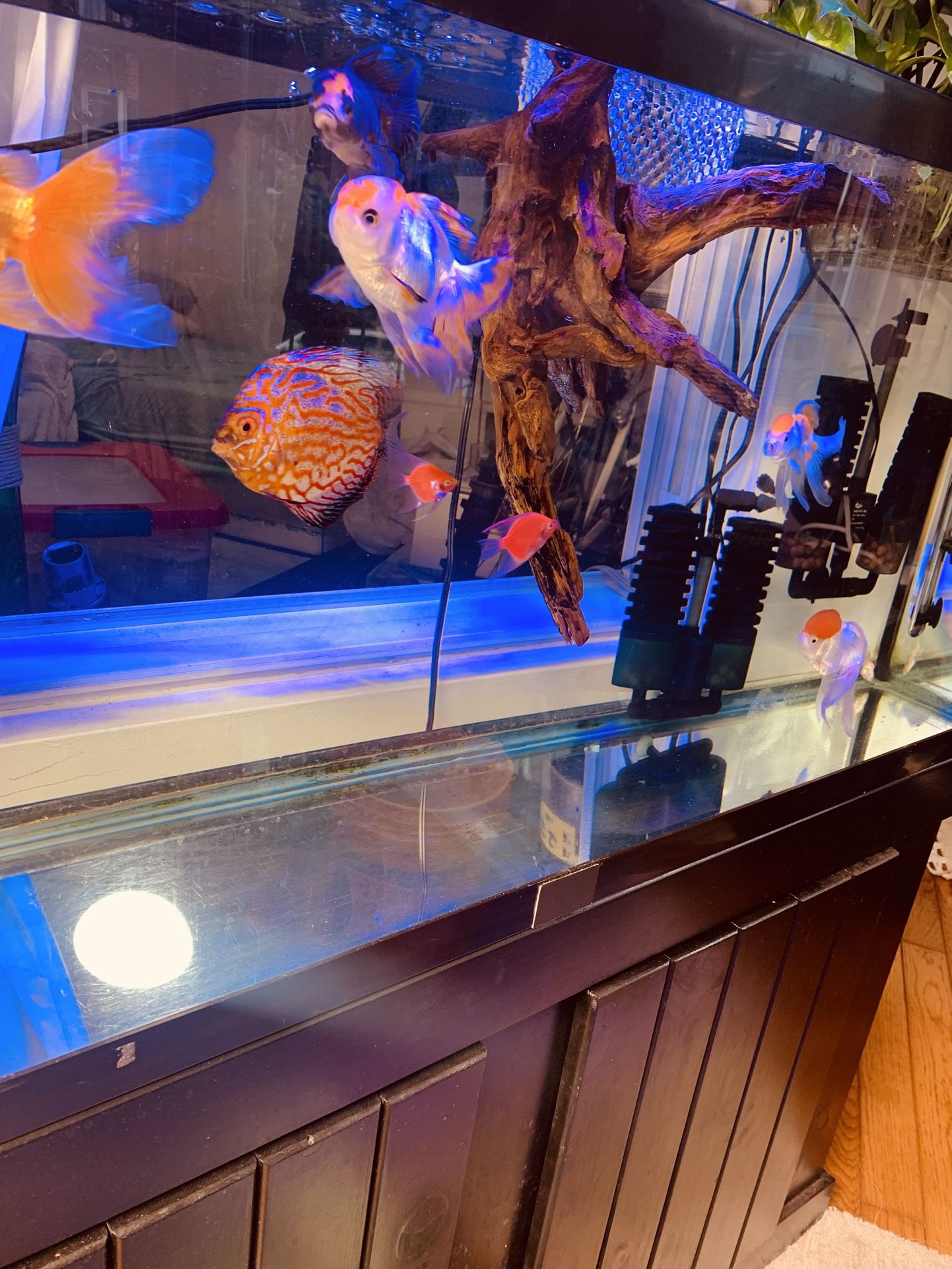 Fishtank 