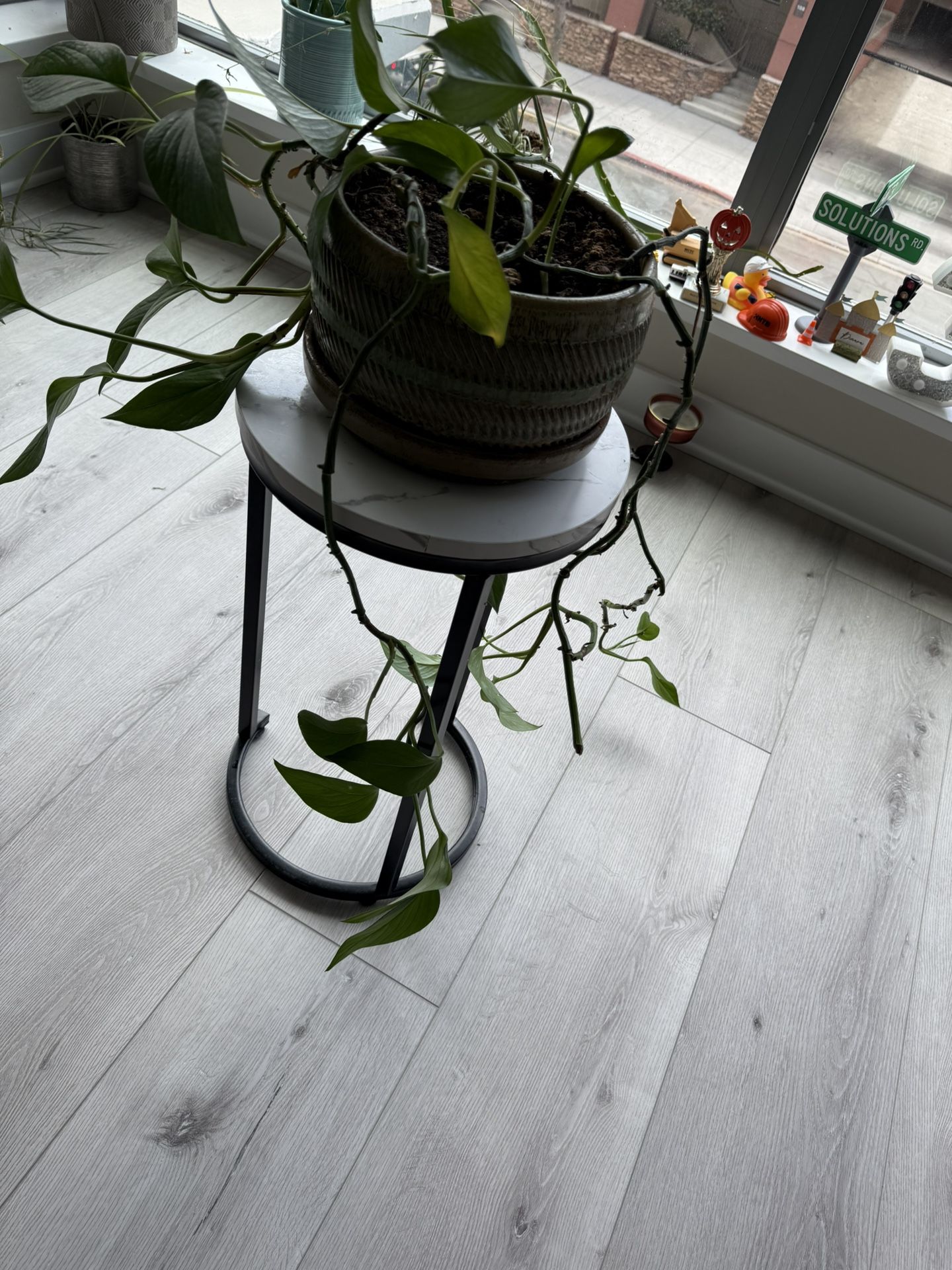 $20 — Thriving Pothos in Ceramic Pot 🌿