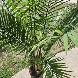 Majesty Palm 5.5 ft tall