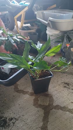 Baltic Blue Epipremnum