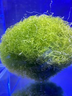 Cheato Macroalgae (Clean And Pest Free)