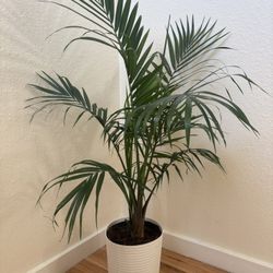 Palm Tree Plant
