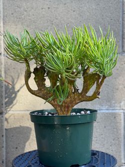 Rare Crested Senecio Vitalis – Mermaid Tail Succulent – 8” Pot