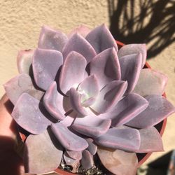 Succulent Graptoveria Plant 4” pot