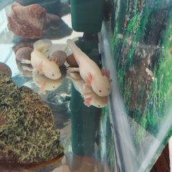 Axolotl For Sale 