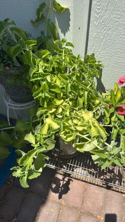 HOREGANO MACHO