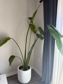 Large plant - bird of paradise 7 feet planter not included
