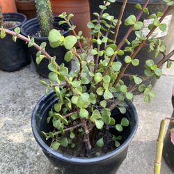 Elephant Bush 