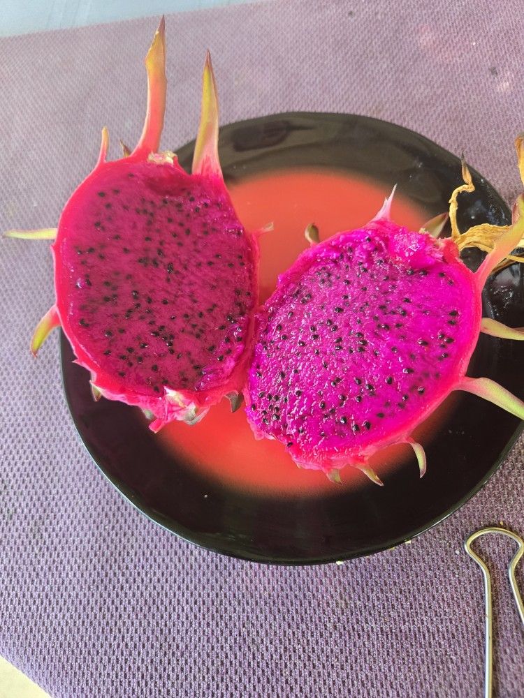 Dragon Fruit Tree, Red Flash