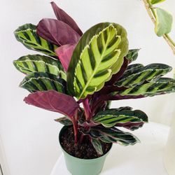 Plants (6”pot🌿Calathea Roseopicta Piccolo )