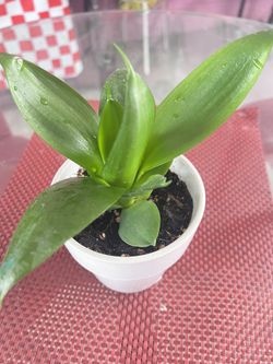 Small Snake Plant 