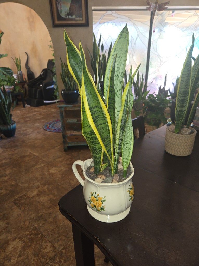 2ft Tall Sansevieria Snake Plants In Ceramic Pot With Stones