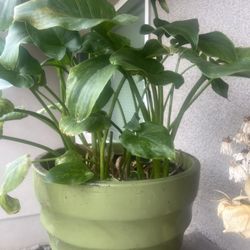 Plant Lovit