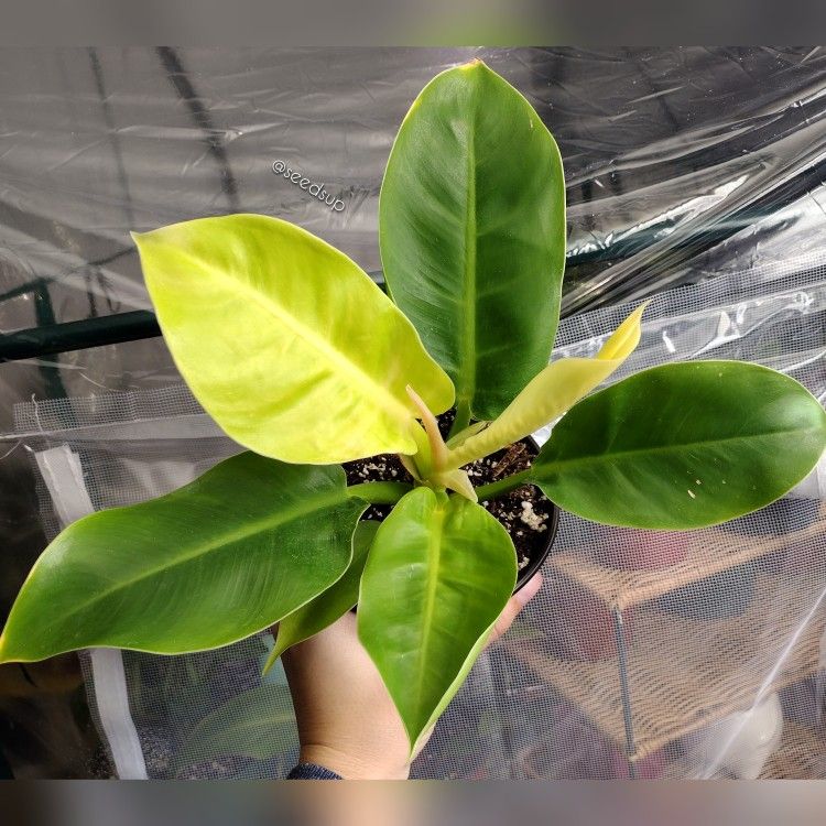 Philodendron Moonlight