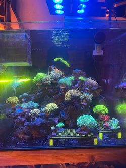 Fake coral decorations